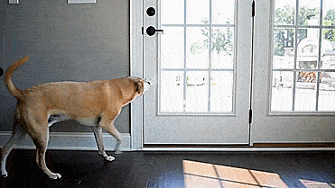 Mighty Paw Smart Dog Door Bell Lets You Know When Your Dog Needs To Go Outside