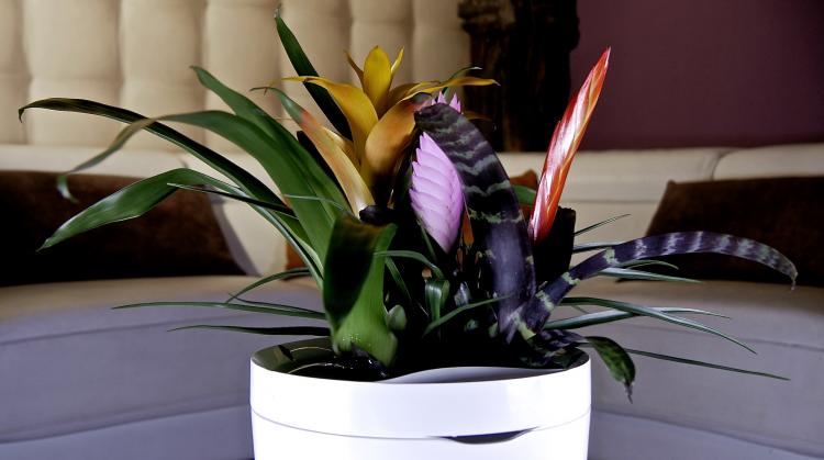 Parrot Smart Watering Pot - Automatic Plant Watering Pot - Smart Phone Plant Pot