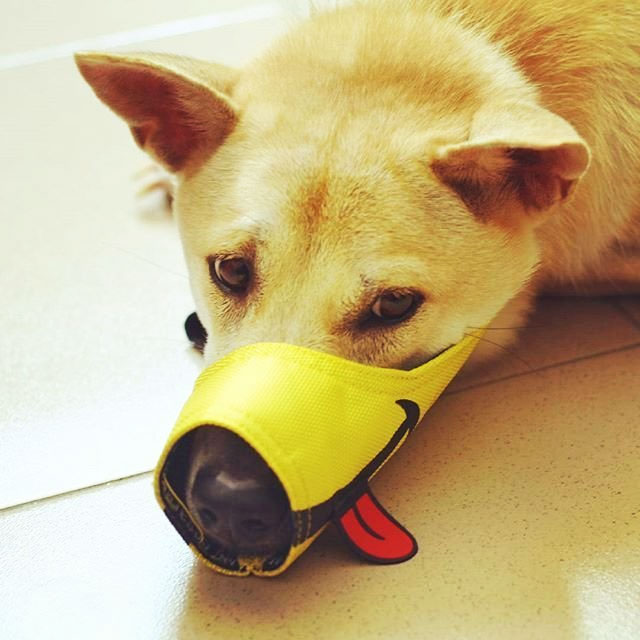 Smiling Dog Muzzle With Tongue Sticking Out
