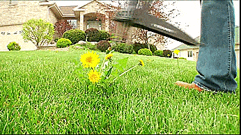 Stand-Up Weed Puller Removes Weeds Instantly From The Roots - Fiskars standing weed remover
