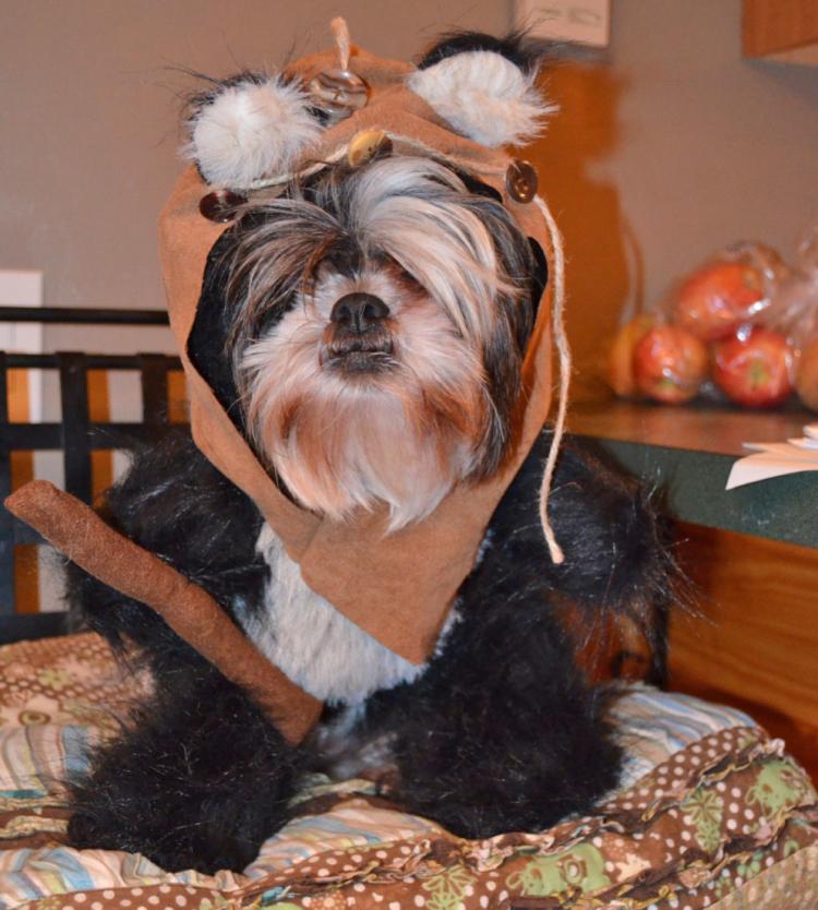 Star Wars Ewok Dog Costume