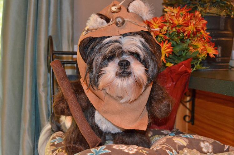 Star Wars Ewok Dog Costume