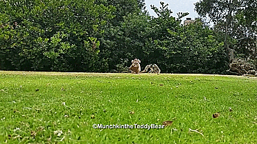 Star Wars Ewok Dog Costume - GIF