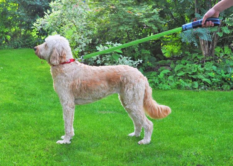 Star Wars Light-Up Lightsaber Dog Leash - Illuminated Geeky Star Wars Light Saber Dog Lead