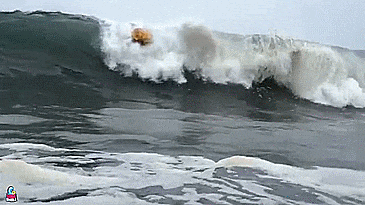 SportsStuff Inflatable Sumo Tube - Wearable tube lets you body surf and ride waves