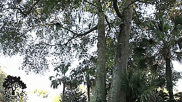 Swurfer - Skateboard shaped omni-directional tree swing - gif