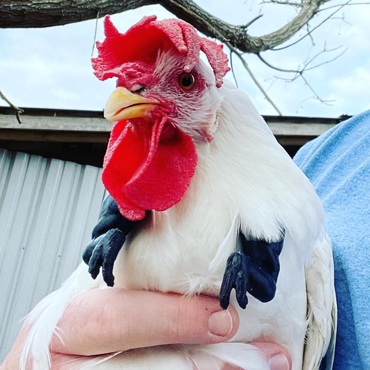 T-Rex Chicken Arms - 3D Printed T-Rex Arms For Chickens