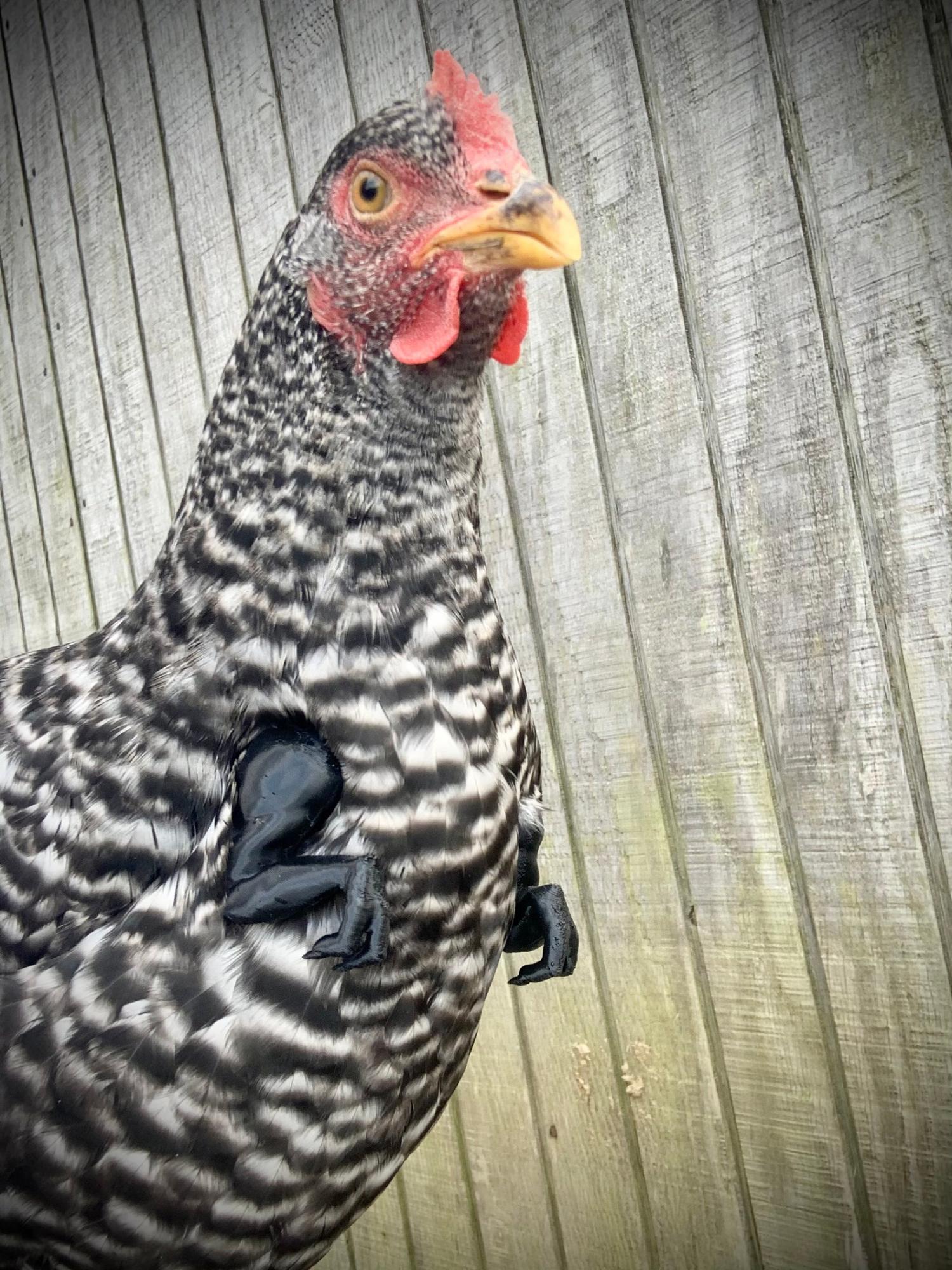 T-Rex Chicken Arms - 3D Printed T-Rex Arms For Chickens