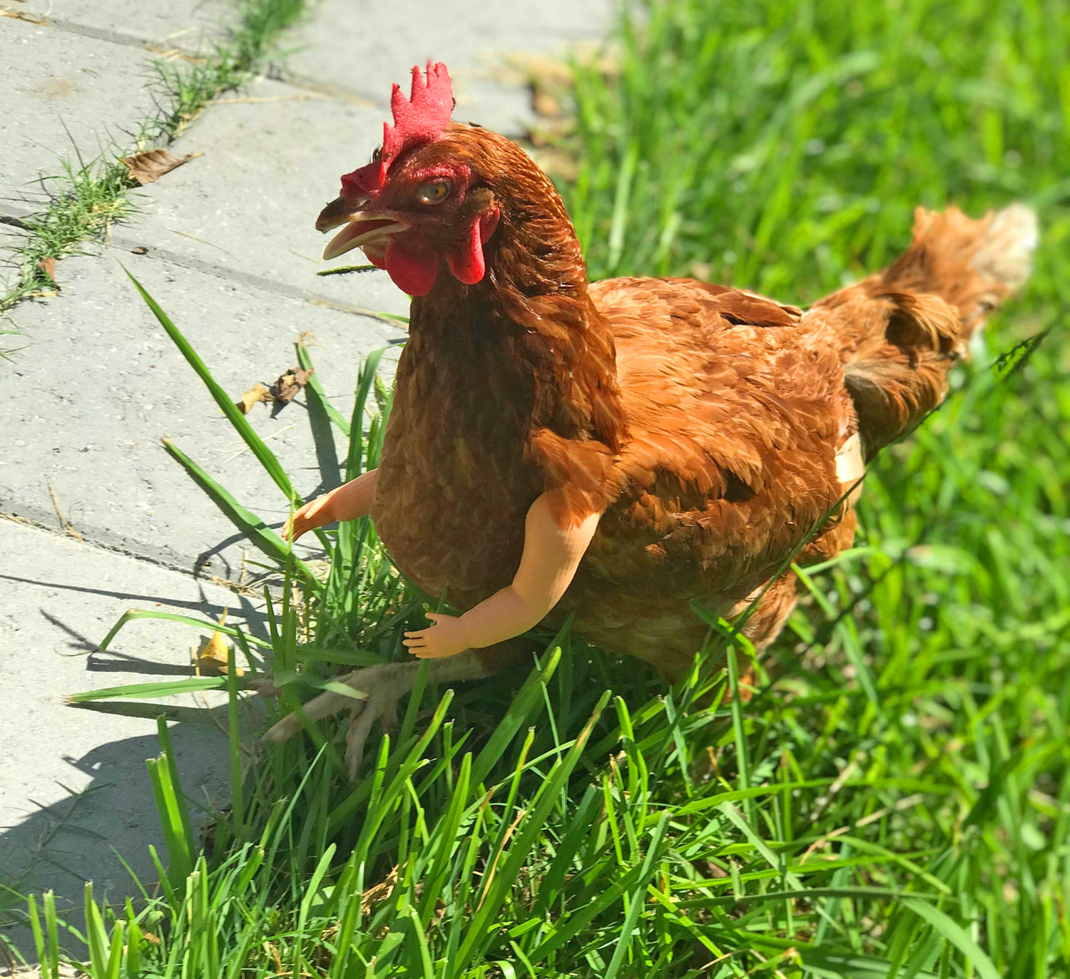Tiny Human Arms For Your Chickens