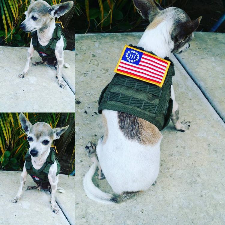 Tactical Vest Beer Koozie On Dog - Military Vest Beer Koozie On Dog