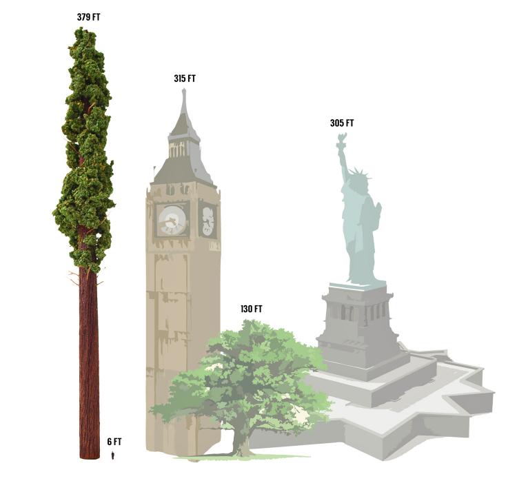 Hyperion Tree Scaled Replica - Scaled Replica Of The Tallest Tree In The World
