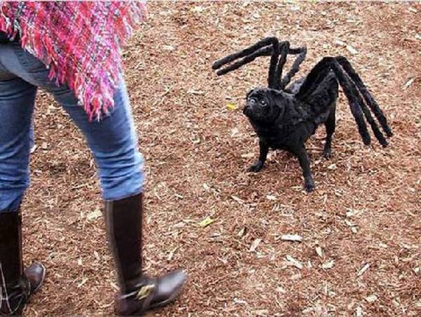 Tarantula Spider Dog Costume