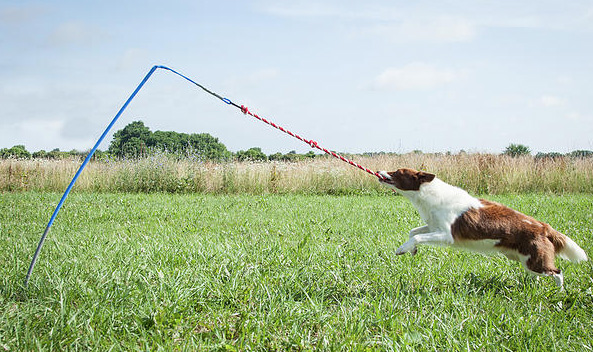 Tether Tug Self Tugging Dog Toy - Lazy tug of war dog toy