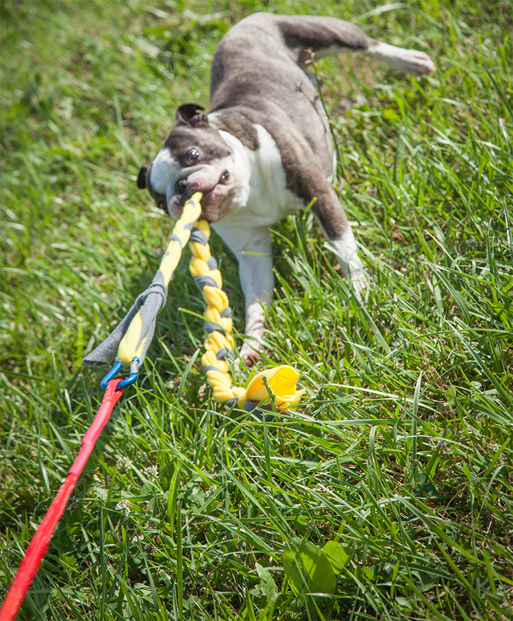 Tether Tug Self Tugging Dog Toy - Lazy tug of war dog toy