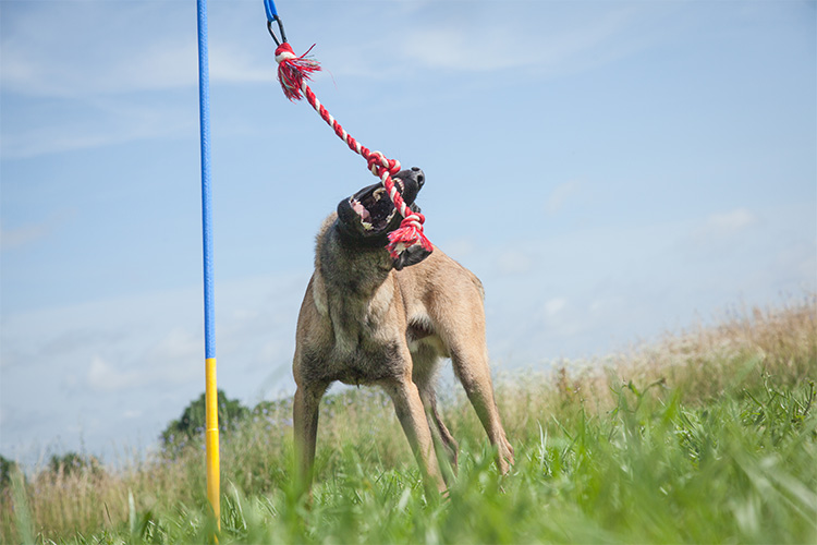 Tether Tug Self Tugging Dog Toy - Lazy tug of war dog toy