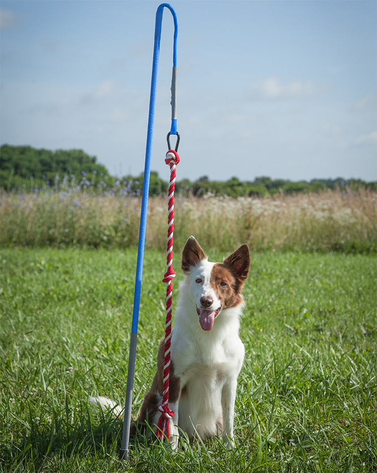 Tether Tug Self Tugging Dog Toy - Lazy tug of war dog toy