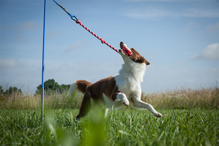 Tether Tug Self Tugging Dog Toy - Lazy tug of war dog toy