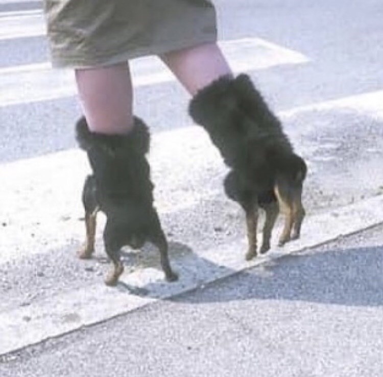 fake dog legs shoes