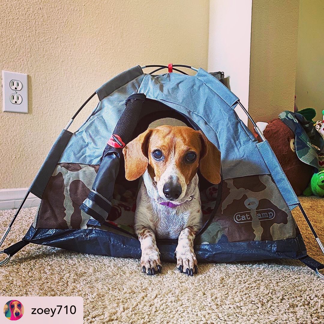 Cat Camp - Mini Camping Tent For Cats