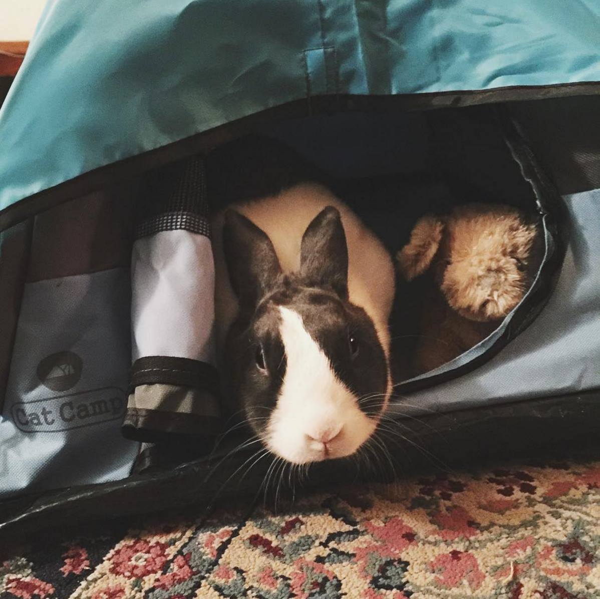 Cat Camp - Mini Camping Tent For Cats