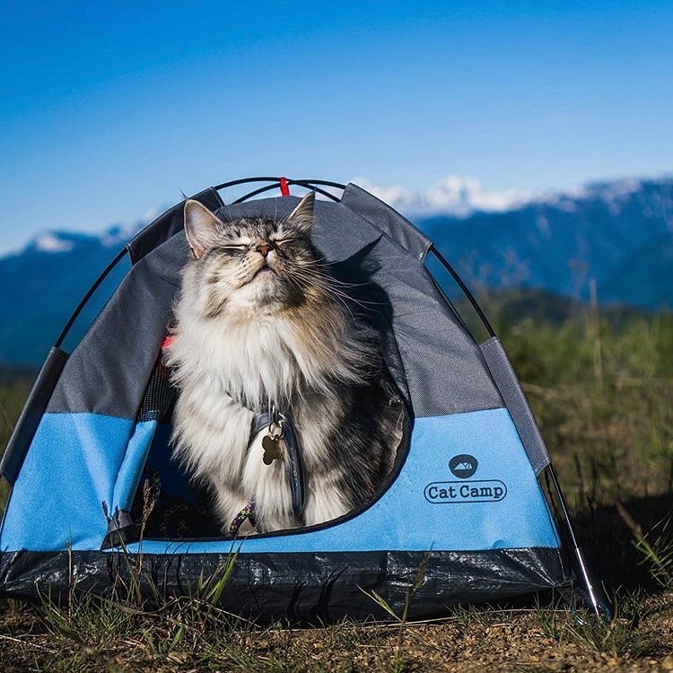 Cat Camp - Mini Camping Tent For Cats