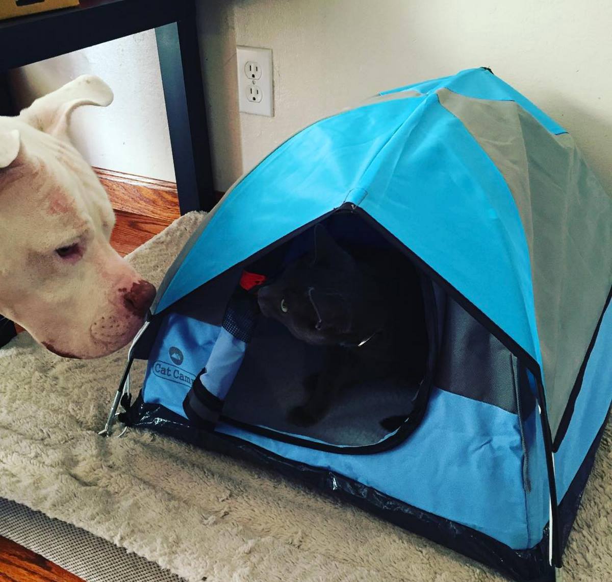 Cat Camp - Mini Camping Tent For Cats