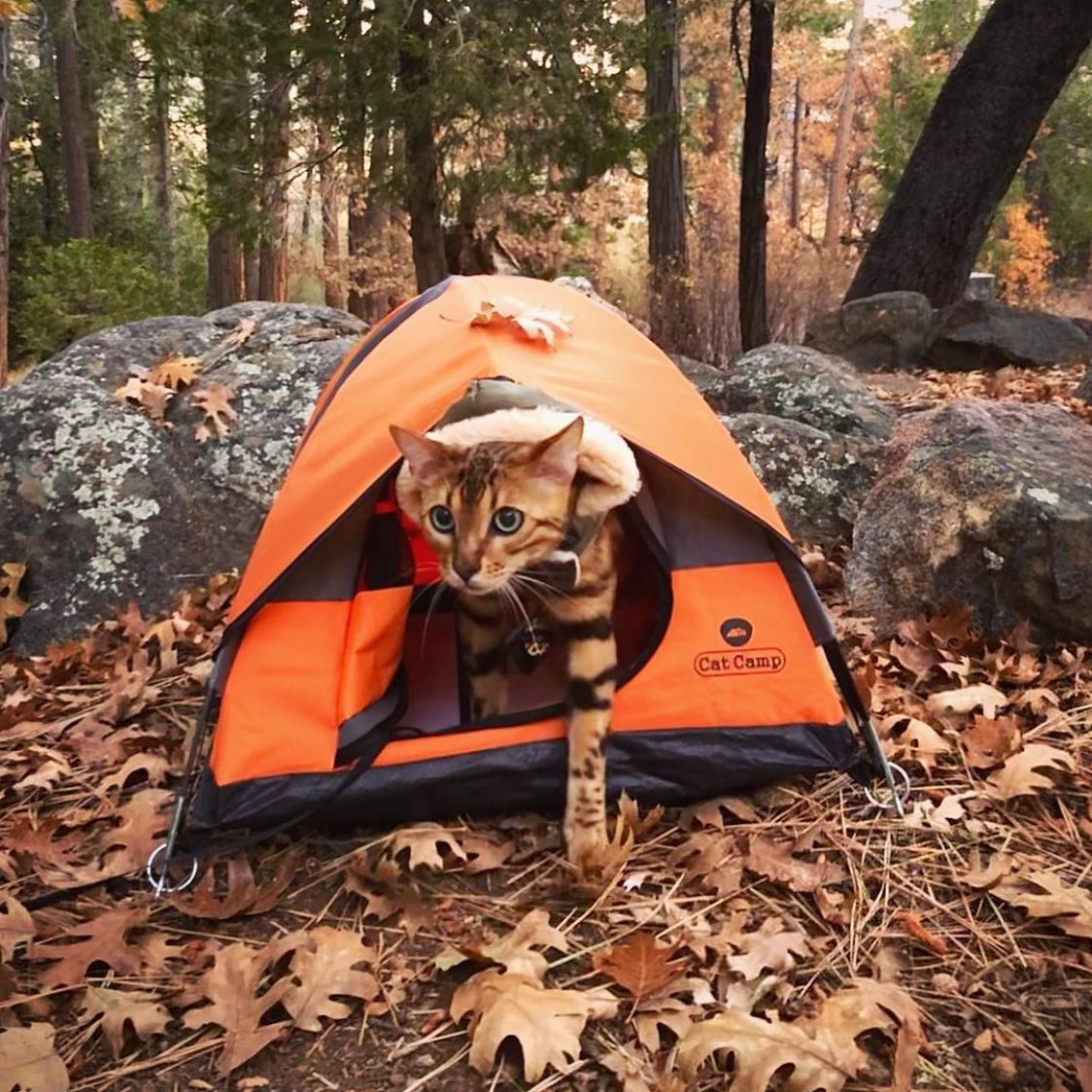 Cat Camp - Mini Camping Tent For Cats