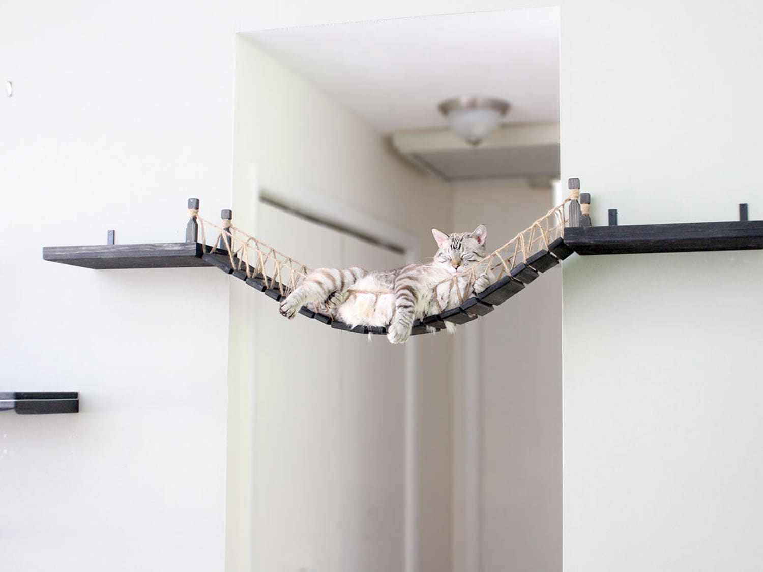 The Cat Lady Starter Pack - Gift ideas for cat lovers