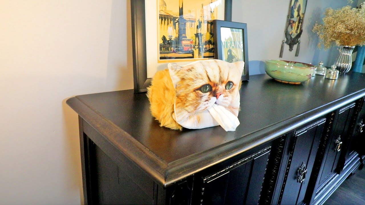 The Cat Lady Starter Pack - Gift ideas for cat lovers