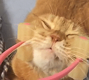 The Cat Lady Starter Pack - Gift ideas for cat lovers
