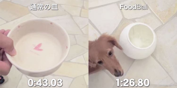 Oppo Food Bowl Slows Down Dogs Eating