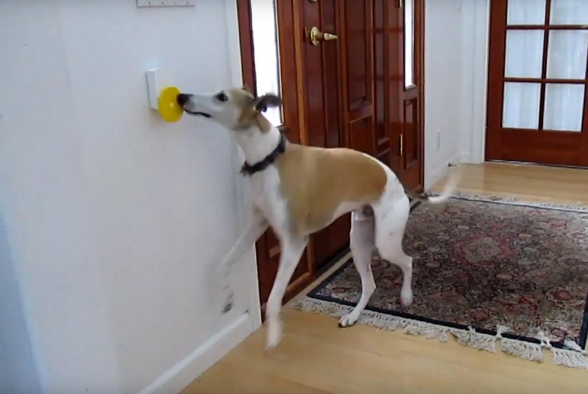 Pebble Smart Doggie Doorbell - Remote doorbell for your dog