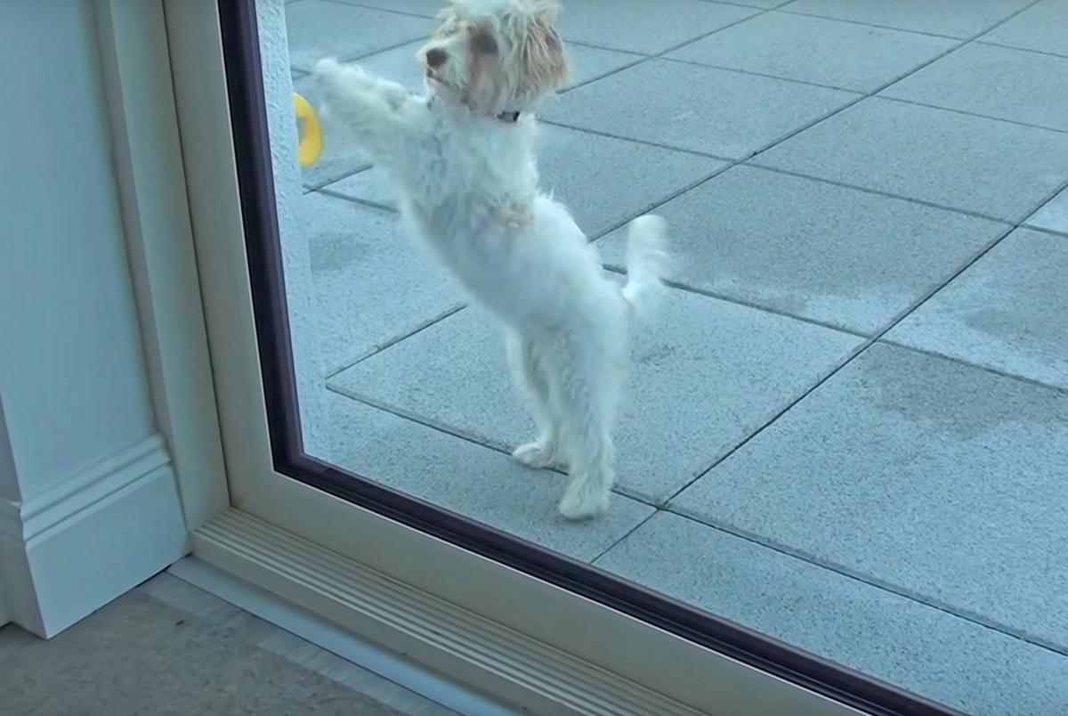 Pebble Smart Doggie Doorbell - Remote doorbell for your dog