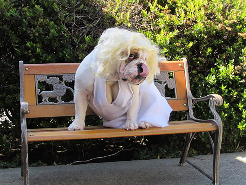 Marilyn Monroe Dog Costume - Funny Marilyn Monroe Halloween dog costume with cleavage