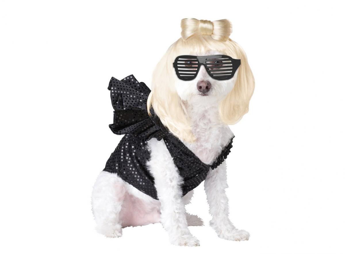 Lady Gaga Dog Costume