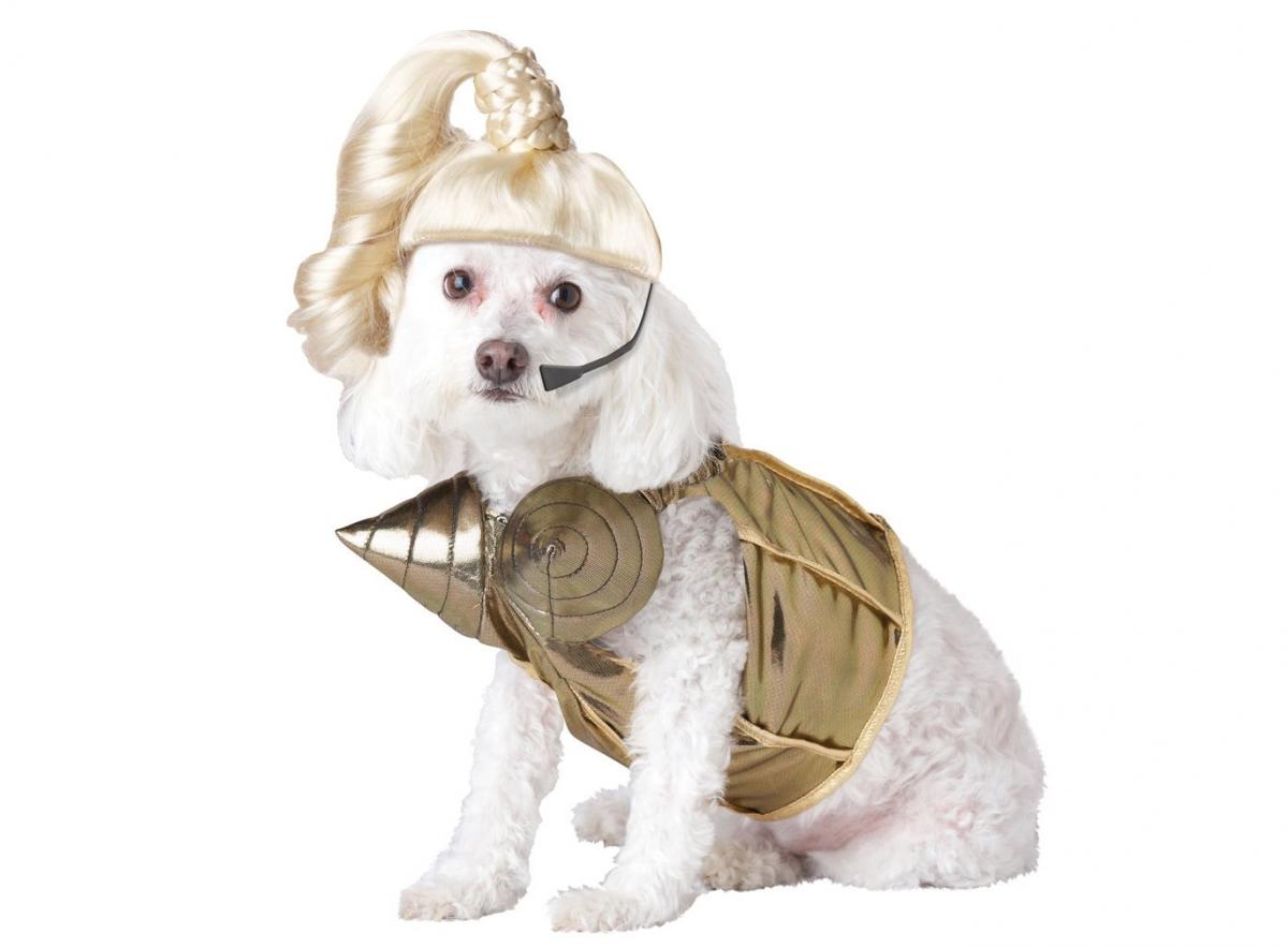 Madonna Dog Costume