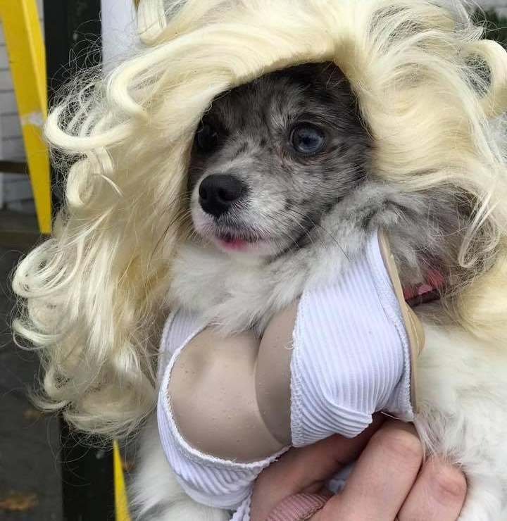 Marilyn Monroe Dog Costume - Funny Marilyn Monroe Halloween dog costume with cleavage