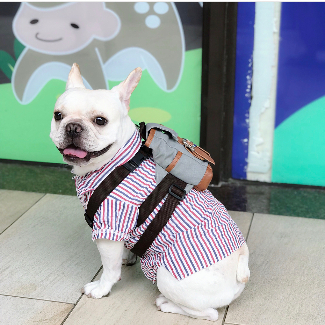 Cute Little Doggie Backpack - Mini canvas dog backpack lets them hold their puppies on their back