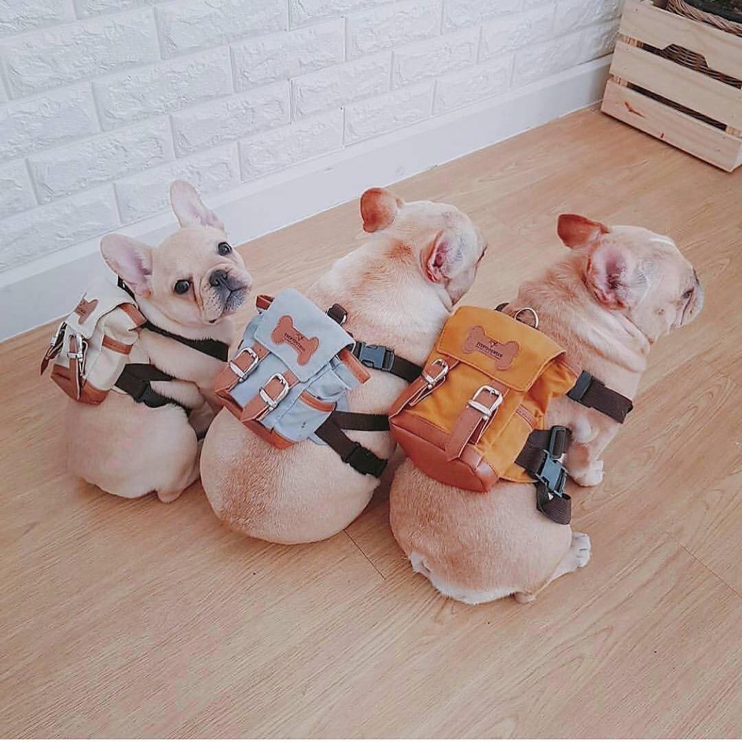 Cute Little Doggie Backpack - Mini canvas dog backpack lets them hold their puppies on their back