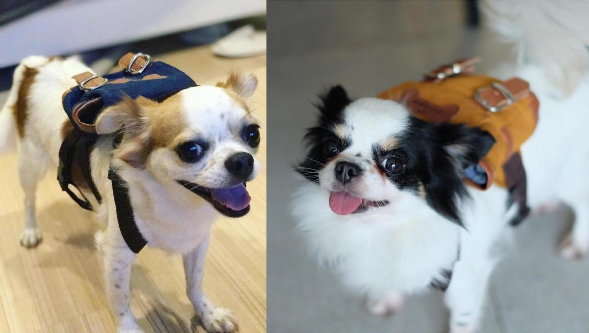 Cute Little Doggie Backpack - Mini canvas dog backpack lets them hold their puppies on their back
