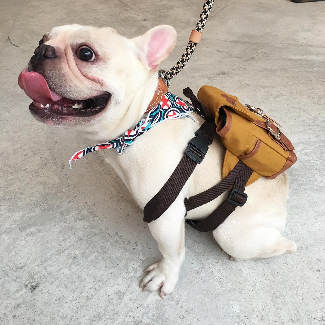 Cute Little Doggie Backpack - Mini canvas dog backpack lets them hold their puppies on their back