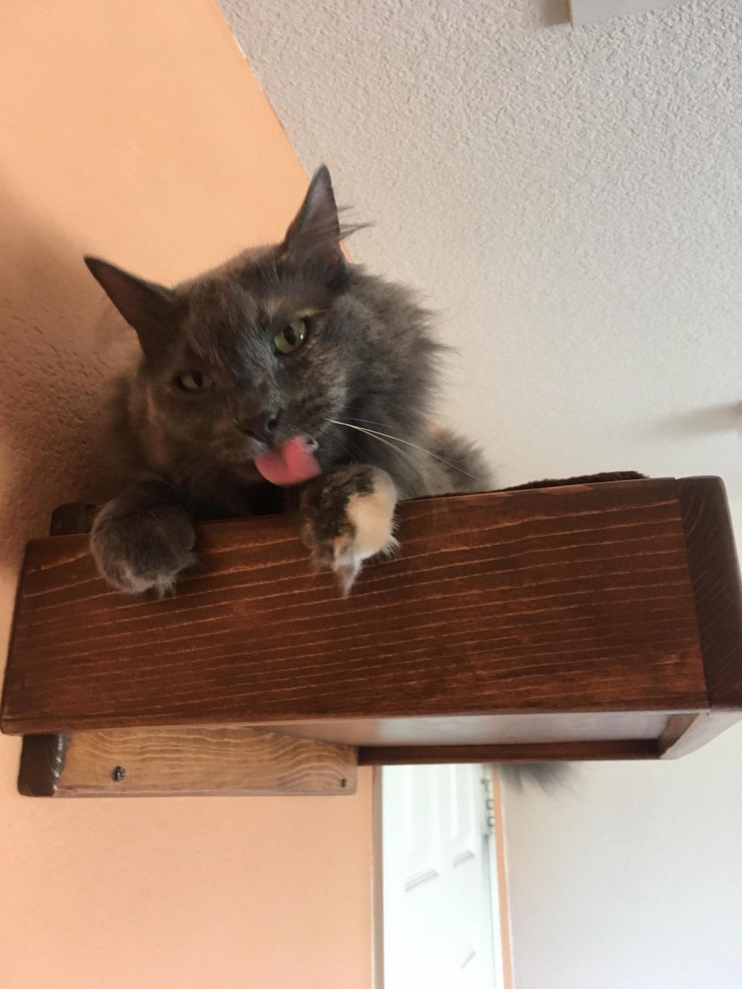 Floating Cat Stairs - Floating cat shelves give your cat a view while they relax