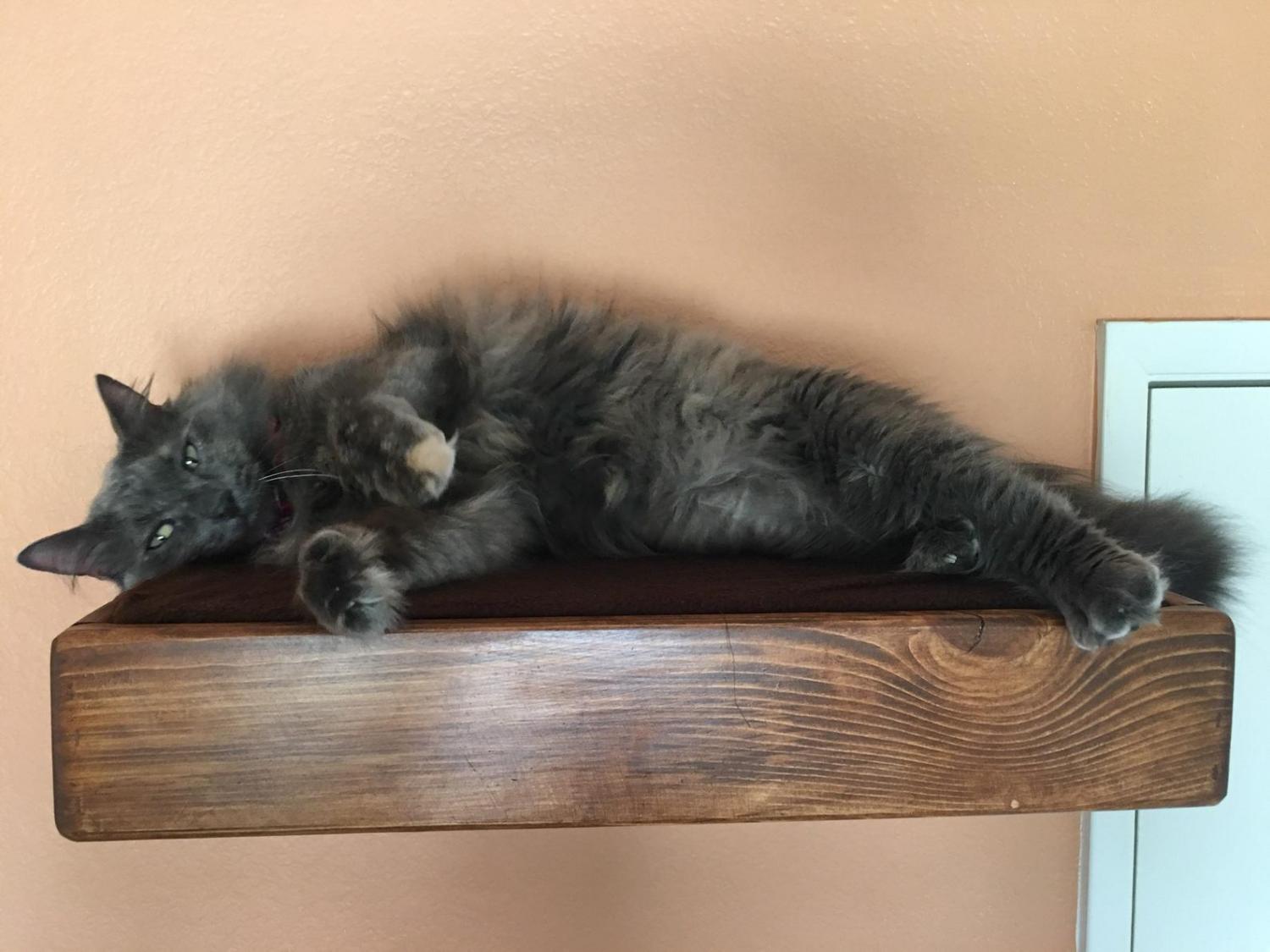 Floating Cat Stairs - Floating cat shelves give your cat a view while they relax