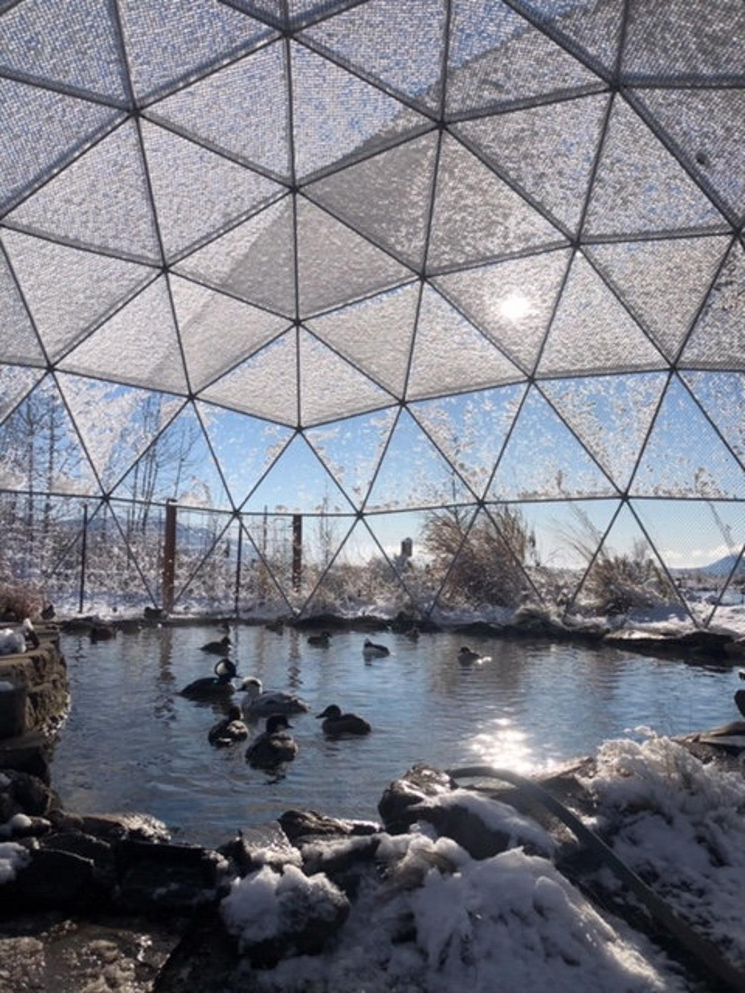 Geodesic Domes Chicken Coop Safety Dome