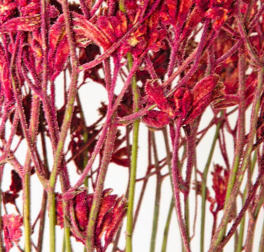Unique Flower Vases Made From Dried Flowers By Shannon Clegg