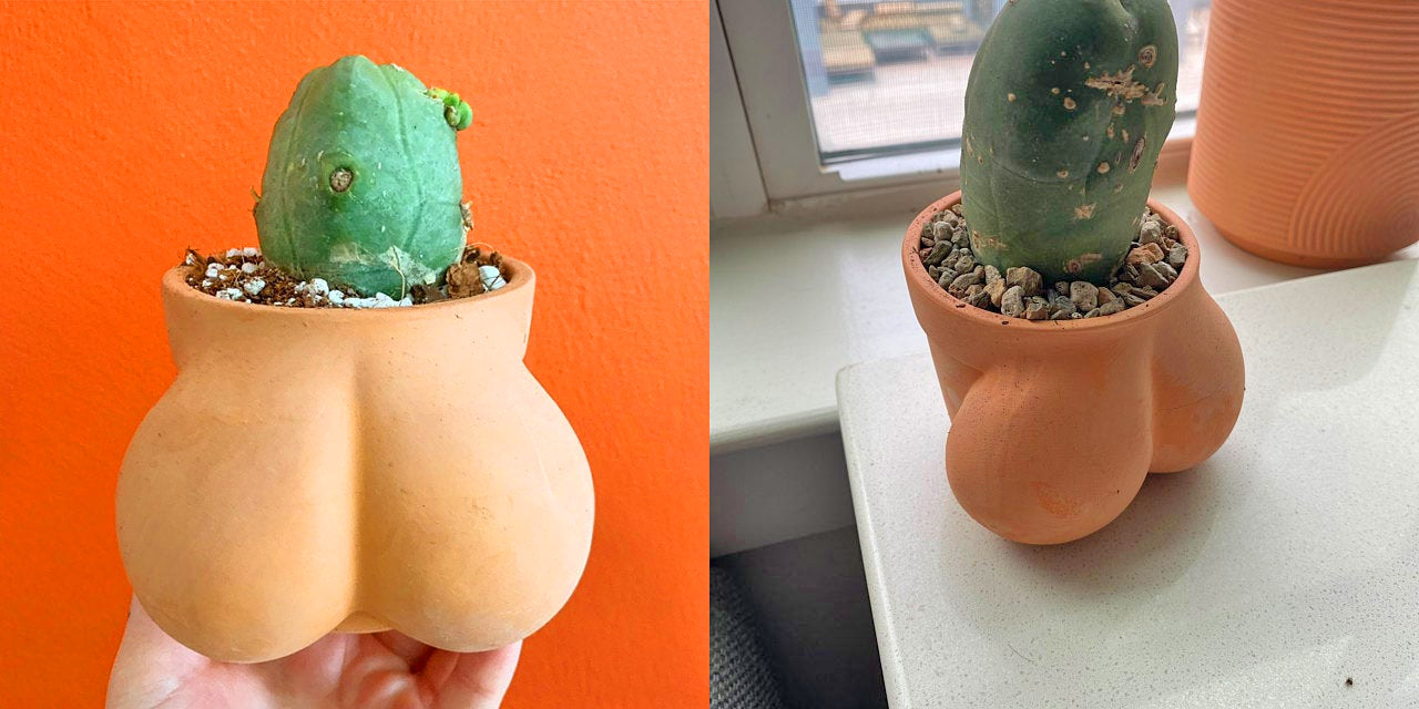 Balls Shaped Planter - TERRACOCK'n'BALLS planter
