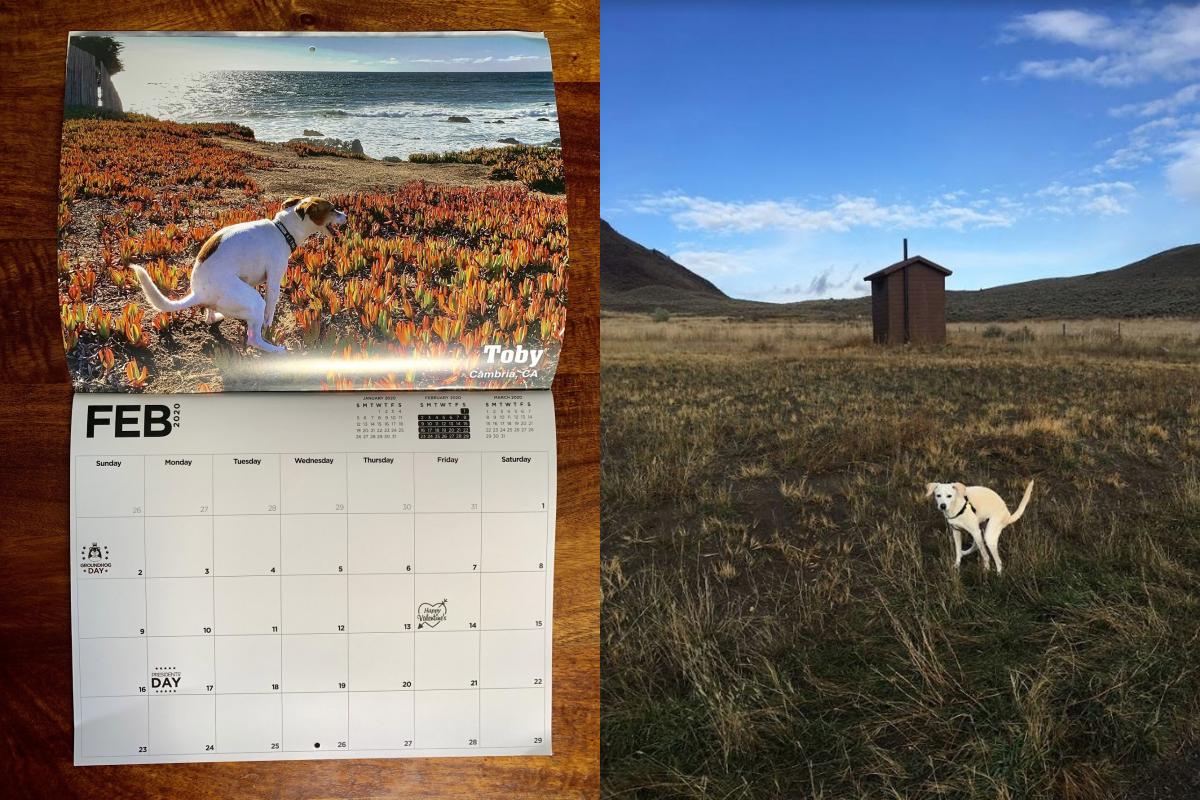 Funny pooping dogs calendar - 2020 pooping pooches calendar white elephant gift idea