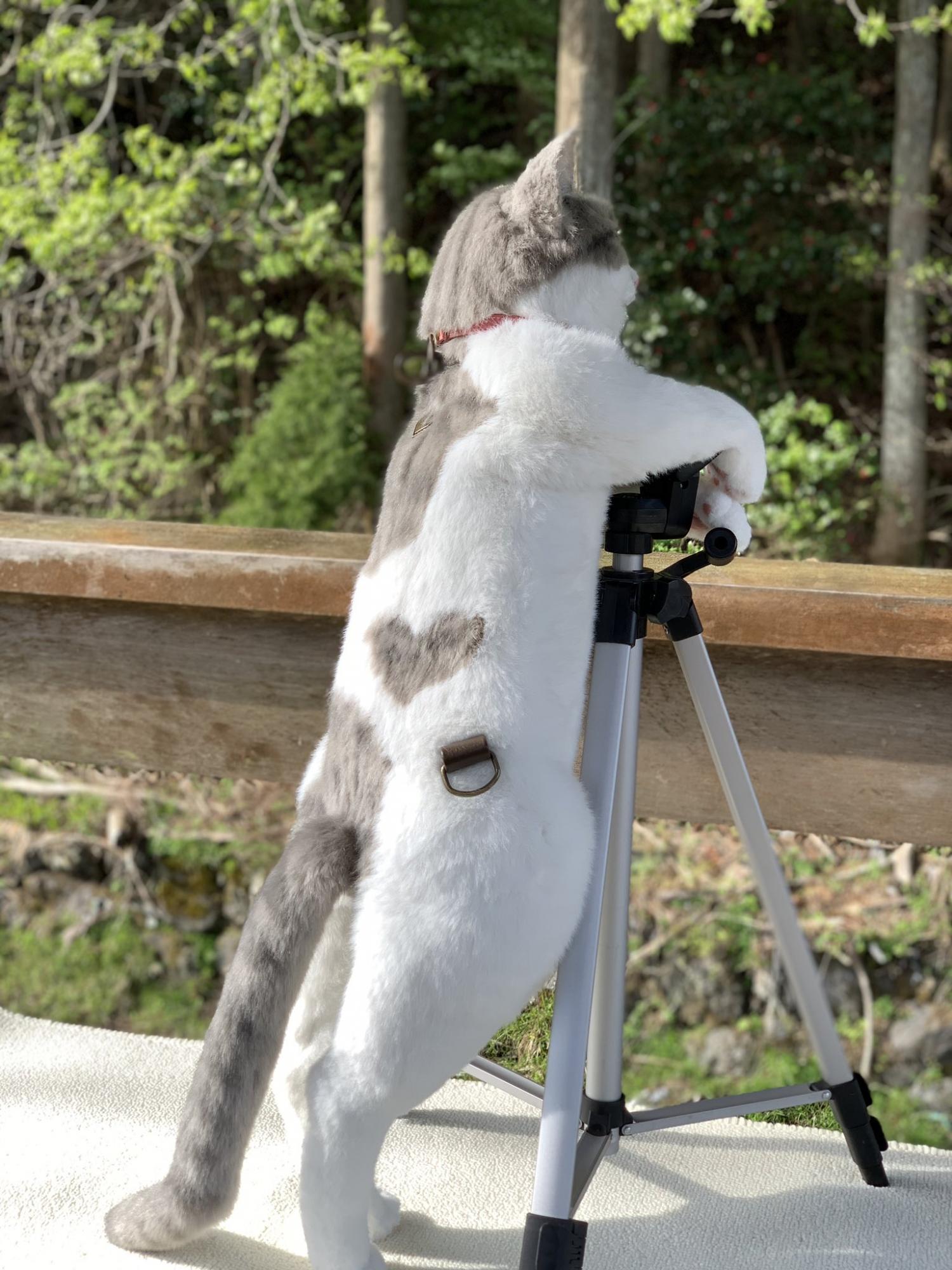 Realistic Cat Backpack looks like real live cat