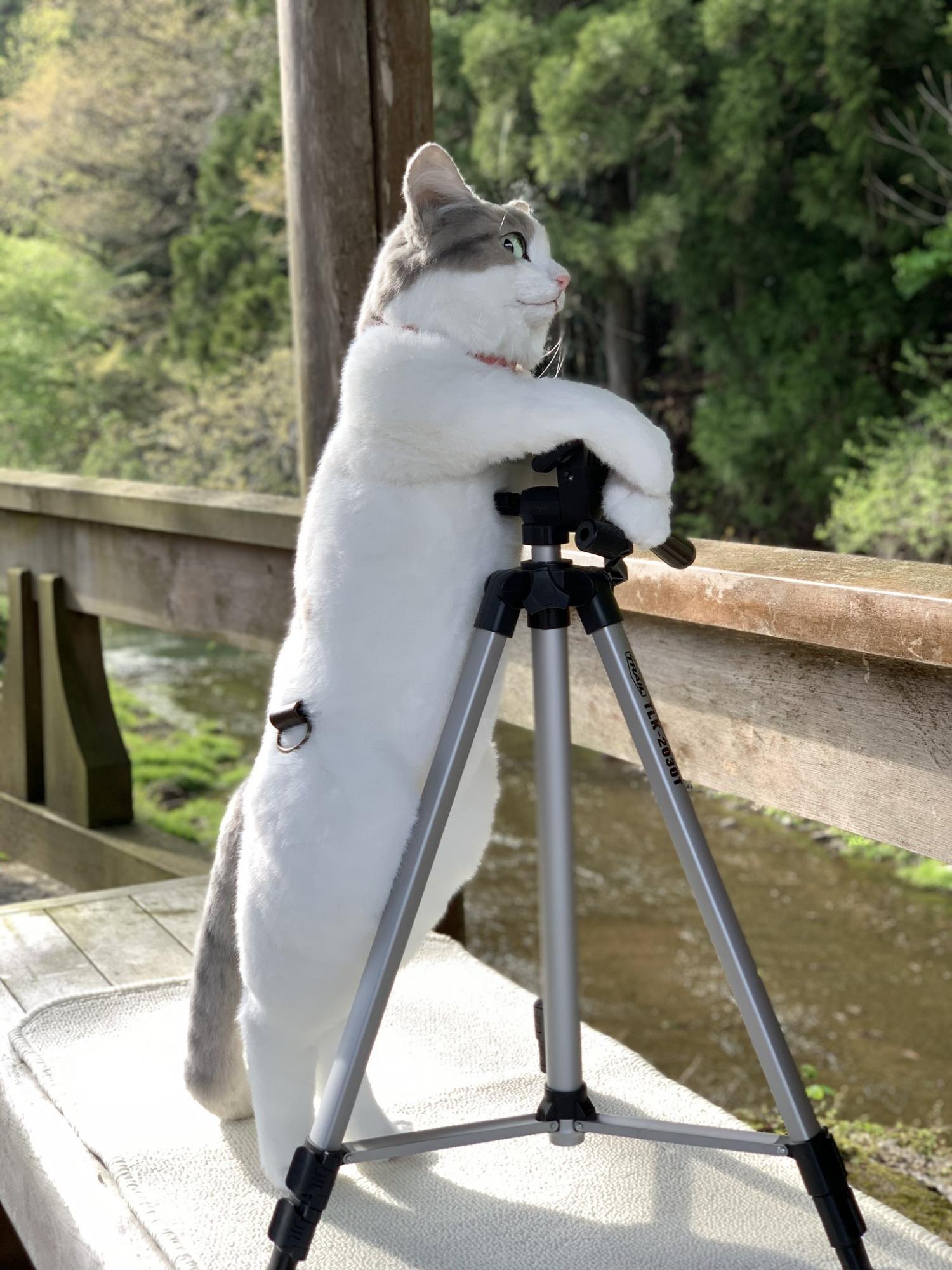 Realistic Cat Backpack looks like real live cat