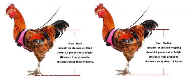 Chicken Harness Lets You Take Your Birds For a Walk - how to walk your chicken